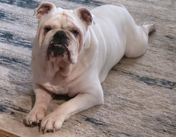 /Images/uploads/Long Island Bulldog Rescue/LIBR-2025-Calendar/entries/32162thumb.jpg